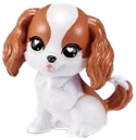 Dog, Cavalier