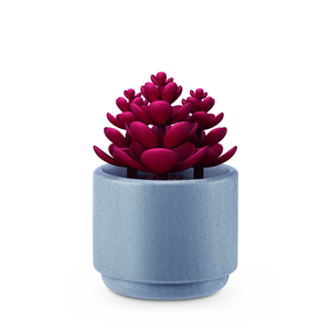 Red Succulent