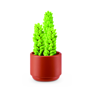 Tall Succulent(Columnar)