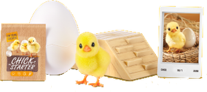 Chick